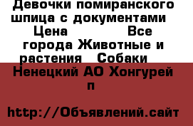Девочки помиранского шпица с документами › Цена ­ 23 000 - Все города Животные и растения » Собаки   . Ненецкий АО,Хонгурей п.